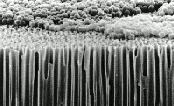 ANOPORE - Pore Size 0.1&micro;m - Inorganic Aluminum Oxide Membrane Filters