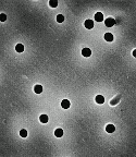 Nuclepore Polycarbonate Track Etch Membrane Filters, 47 mm Dia, 0.015 &micro;m Pore Size, Pk 100