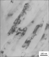 SPI Aluminum Thin-Sectioned Metal Foil Standard for AEM/EDS on Nickel Grid - - alt view 1