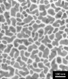 SPI Supplies Brand Sputtered Gold on 200 Mesh Copper Grid TEM Test Specimen - - alt view 3