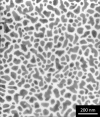 SPI Supplies Brand Sputtered Gold on 200 Mesh Copper Grid TEM Test Specimen - - alt view 2