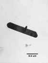 SPI Supplies Molybdenum Trioxide Specimen on 3.05 mm Copper Grid - - alt view 1