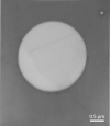 Graphene Oxide on Quantifoil R2/4 200 mesh Cu grids, pack of 10 - - alt view 1