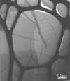 Graphene Oxide on Lacey Carbon 300  Mesh Cu grids, pack of 10 - - alt view 1