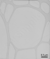 Graphene Oxide on Lacey Carbon 300  Mesh Cu grids, pack of 10 - - alt view 2