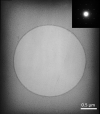 Suspended Monolayer Graphene on 300 Mesh TEM Grids (Quantifoil Gold) - Pack 4 grids - - alt view 1