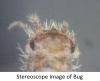 Universal Smartphone Optics Adapter - - alt view 5