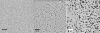 NanoHydrophobic Grids: Hydrophobic, standard use grid; 50 x 50&micro;m 25nm thickness; Pack of 10 - - alt view 2