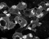 West Cell Kit with 100 nm thick membranes, 200 um frames, 0.5mm window, Pack of 10 (Kit includes 1 e - - alt view 1