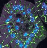 Lowicryl MonoStep&reg; K4M Polar Single Component Embedding Media 225g (in 30ml bottles)