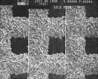 SPI Supplies Prickly Gold on Copper TEM Grid Mounted on SEM Mount