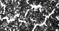 SPI Standard for HVEM (High Voltage Electron Microscopy) on 3 mm 200 Mesh Copper Grid