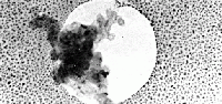 SPI Supplies Brand Combined Test Specimen on TEM Grid