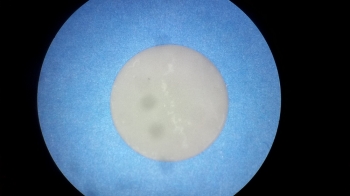SPI Supplies Brand Diamond Planchet for EDS Analyses, 10 mm Diameter x 0.025 mm Thick