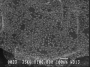 SPI Supplies Brand Gold-on-Carbon SEM Test Specimen (Small Size) on 3/8 in. Round Mount