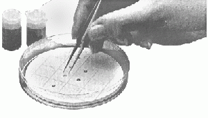 SPI Clear Grid Gripper Pad with 2x15 Numbered Sections inside Polystyrene Petri Dish 100mmx15mm